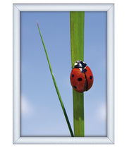 Snapp-Ram, vägg, 25 mm profil